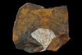 Fossil Ginkgo Leaf From North Dakota - Paleocene #148607-1